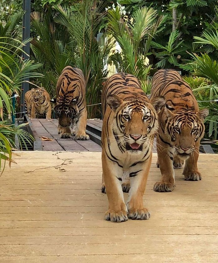 Tiger Park