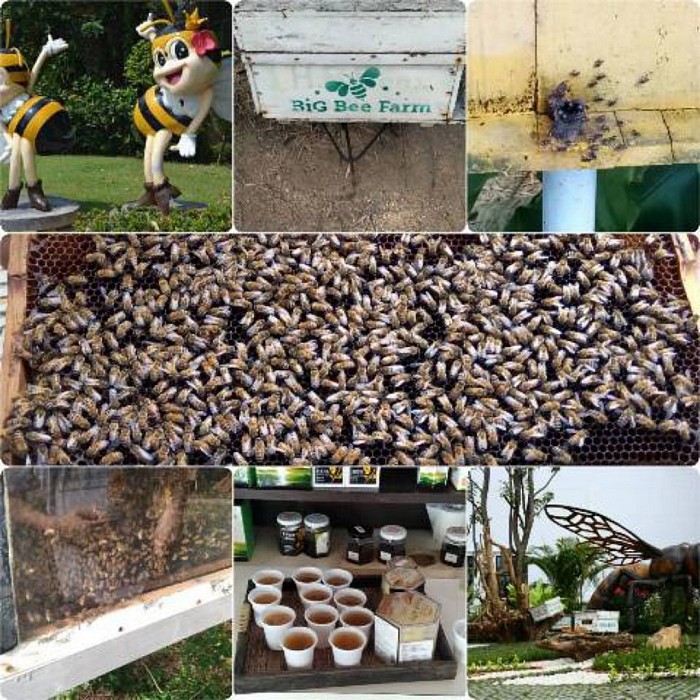 Taxi to Big Bee Farm Pattaya