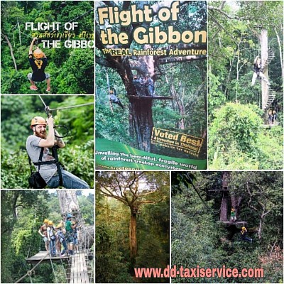 Taxi to flight of gibbon